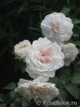 Great North Eastern Rose Great North Eastern Rose