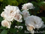 Aspirin Rose Aspirin Rose