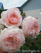 A Shropshire Lad A Shropshire Lad