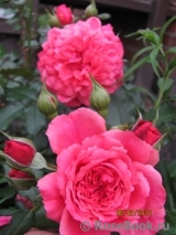 Rosarium Uetersen Rosarium Uetersen