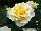 White Licorice White Licorice