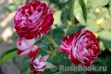 Belle de Segosa® Belle de Segosa®
