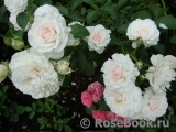 Great North Eastern Rose Great North Eastern Rose