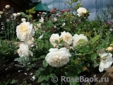 Crocus Rose® Crocus Rose®