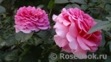 Princess Alexandra of Kent Princess Alexandra of Kent