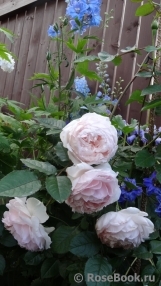 The Wedgwood Rose The Wedgwood Rose