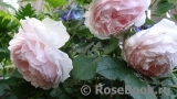 The Wedgwood Rose The Wedgwood Rose