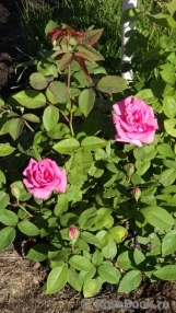 Zephirine Drouhin Zephirine Drouhin