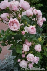 Hans Gonewein Rose Hans Gonewein Rose