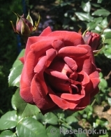 Terracotta ® Terracotta ®