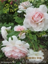 Strawberry Hill Strawberry Hill
