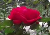 Florentina - Florentina -