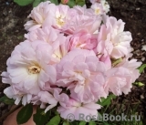 Dainty Pink Dainty Pink