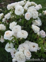 Lions Rose Lions Rose
