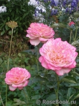 Kordes’ Jubilee Kordes’ Jubilee