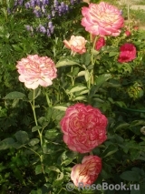 Kordes’ Jubilee Kordes’ Jubilee