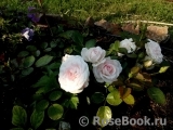 Aspirin Rose Aspirin Rose