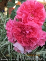 Rosarium Uetersen Rosarium Uetersen