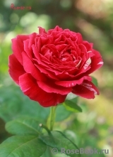 Romanza Romanza