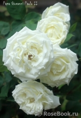 Pape Jean Paul II ® Pape Jean Paul II ®