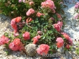 Coral Drift ® Coral Drift ®