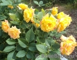 Gartenspass ® Gartenspass ®