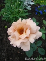 Julia's Rose Julia's Rose