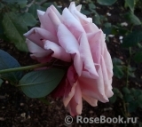 Kordes' Rosenfaszination ® Kordes' Rosenfaszination ®