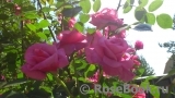 Rosenresli Rosenresli