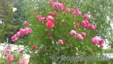 Rosenresli Rosenresli