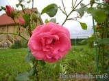 Lawinia Lawinia