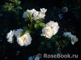 Lions Rose Lions Rose