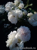 Lions Rose Lions Rose