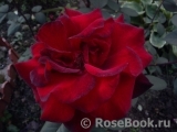 Black Baccara Black Baccara