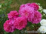 Princess Anne Princess Anne
