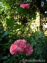 Rosarium Uetersen Rosarium Uetersen