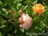 Ghislaine de Feligonde Ghislaine de Feligonde