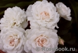 Great North Eastern Rose Great North Eastern Rose