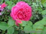 Princess Anne Princess Anne