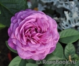 Heidi Klum Rose Heidi Klum Rose