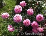 Jubilee Celebration® Jubilee Celebration®