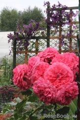 Rosarium Uetersen Rosarium Uetersen
