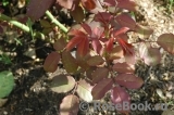 Rose de Gerberoy ® Rose de Gerberoy ®