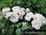 Aspirin Rose Aspirin Rose