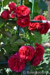 Florentina -