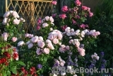 Hans Gonewein Rose Hans Gonewein Rose