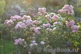 Hans Gonewein Rose Hans Gonewein Rose