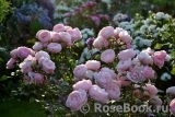 Hans Gonewein Rose Hans Gonewein Rose