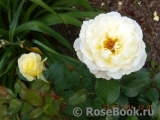 White Licorice White Licorice
