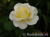 White Licorice White Licorice